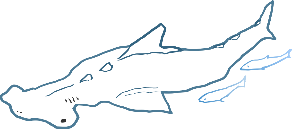 Le requin marteau